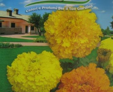 Тагетес кичест (Fiore Vivo)