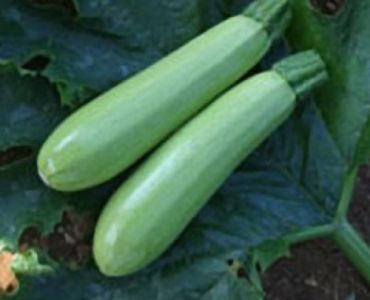 Тиквички Исмалия F1