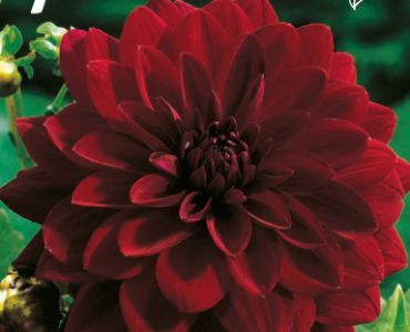 Далия Dekorativa Arabian Night