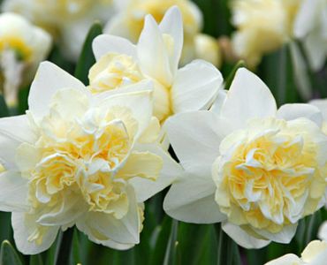 нарцис Double White Lion