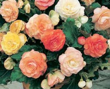 бегония Pastell Mixed