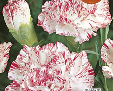 Карамфил Шабо (червено с бяло)`SG