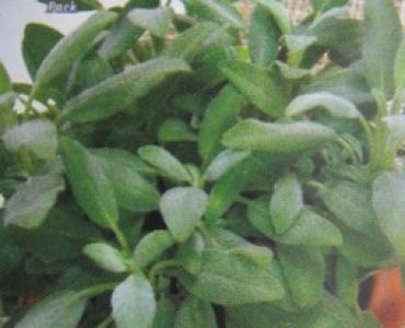 Салвия - градински чай