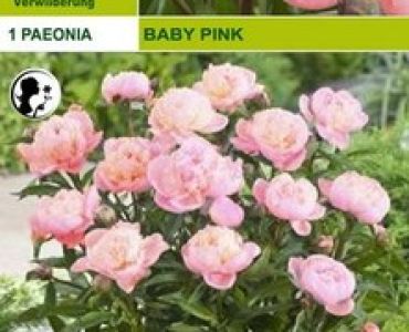 Божур Baby Pink (40 см)