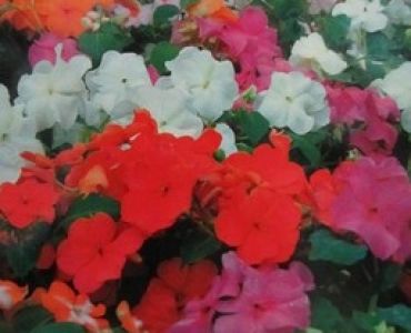 Импасианс - циганче (Дар)