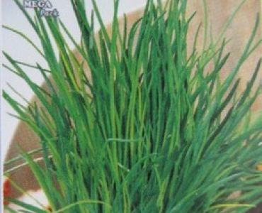 Сибирски лук