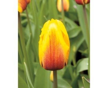 лале Various Yoko Dream