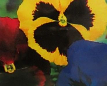 теменуга Швейцарски гигант смес (ДАР)