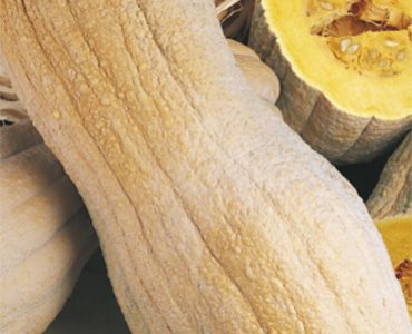 тиква Butternut Rugosa`SG