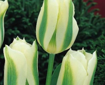 Лале Viridiflora spring green