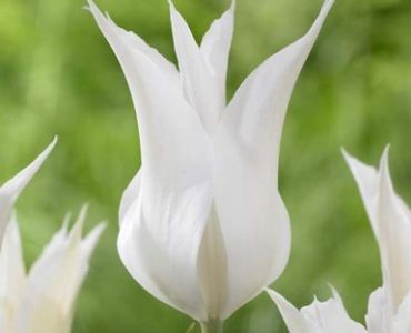 лале Lilyflowering Sapporo