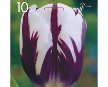 Лале Triumph-Flaming Flag