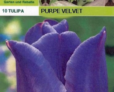 Лалета Purple Velvet (пакет - 10 луковици)