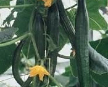 краставици Стоя F1