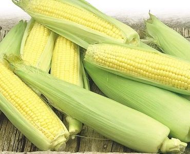 захарна царевица Ерика F1