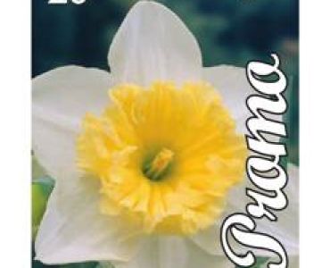 Нарцис Large-Cupped Ice-Follies (1оп - 20 луковици)