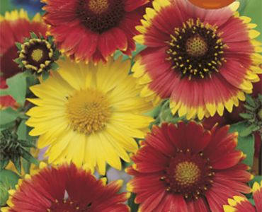 Гайлардия`SG