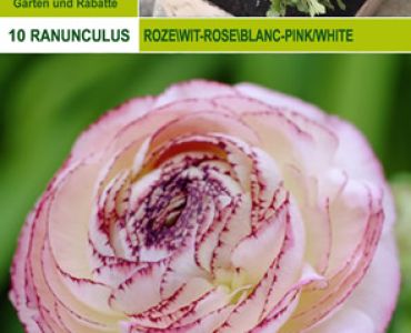Ранункулус розово-бял