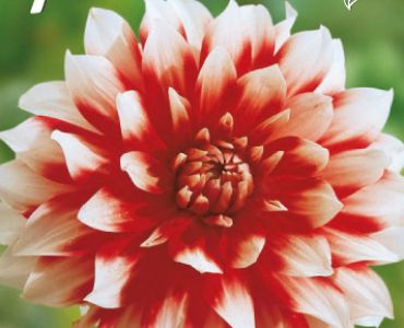 Далия Decorative Duet