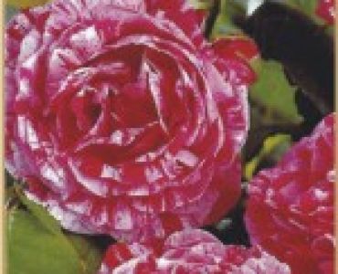 Храстовидна роза 020