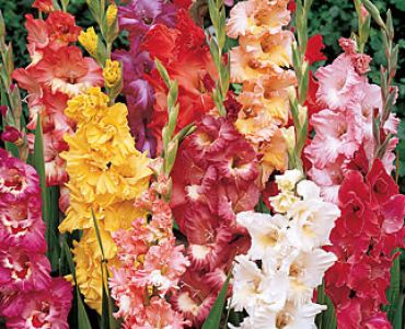 гладиол Ruffled Mix