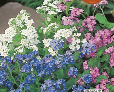 Незабравка Микс