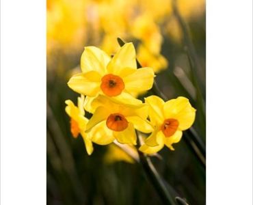 нарцис Multiflora Hoopoe (по няколко цвята на дръжка)