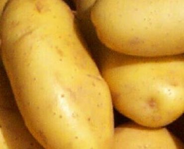 семе картофи Спунта (5кг)