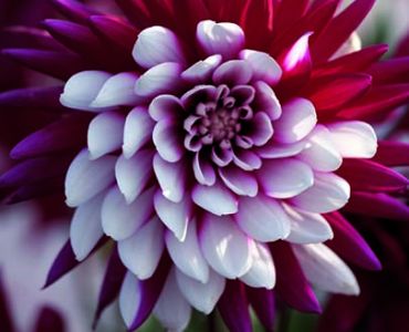 Далия Decorative Rebecca's World