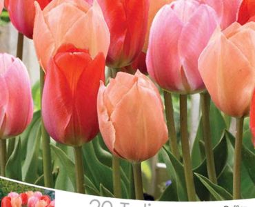 Лалета Mango Dream - Mix