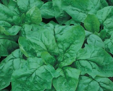 спанак Зимен едър SG