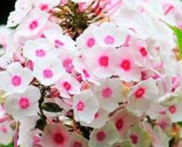 Флокс Бял/Розов