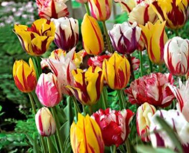 ПРОМО! Лалета микс 