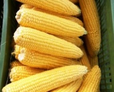 Захарна царевица Оверланд (Overland F1) Syngenta