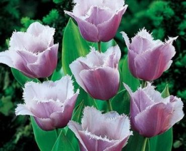 лале Fringed Blue Heron