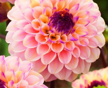 Далия Wine Eyed Jill