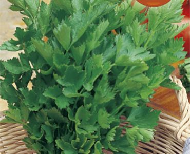 целина Листна`SG