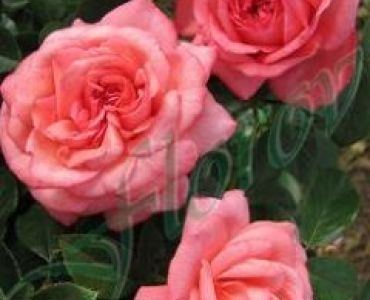 Облагородена катереща роза Флоров: Каталожен номер 29