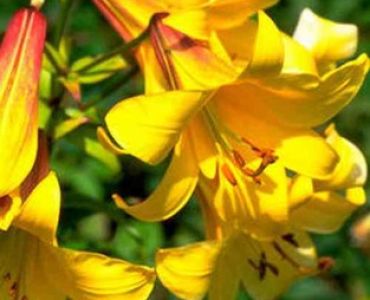 лилиум тромпет Royal Gold