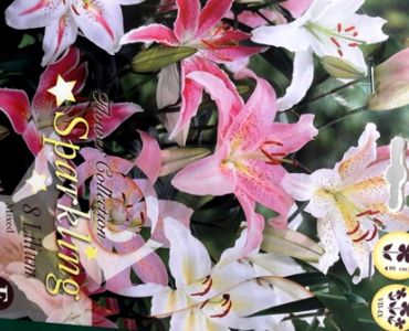 Лилиуми Oriental mix 12/14