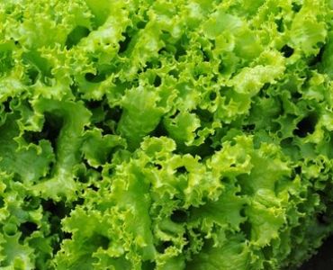 салата Модел