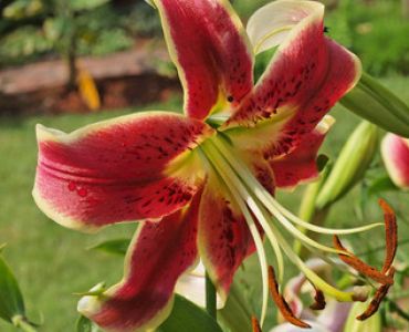 лилиум хибрид Sheherazade