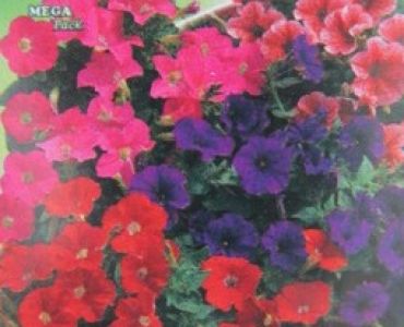 Петуния - ниска