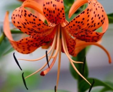 лилиум тигров Оранжев