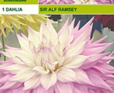 далия Sir alf. Ramsey