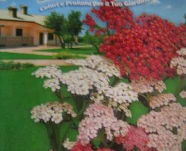 Равнец (Ахилеа)