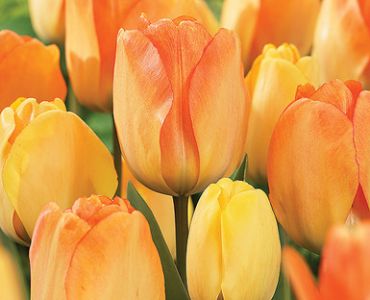 лале Kameleon Gudoschnik (изменящи цвета си)