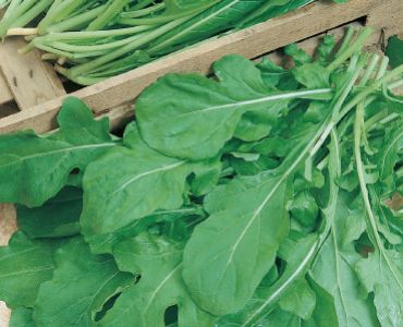 Рукола - култивирана`SG