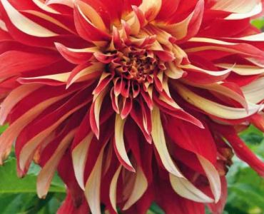 Далия Fire Starter