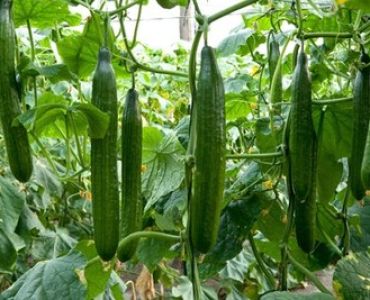 краставици Парамос F1